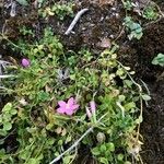 Centaurium scilloides Лист