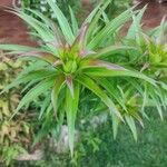 Lilium lancifolium 葉
