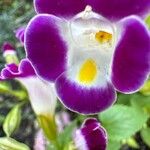 Torenia fournieri Λουλούδι