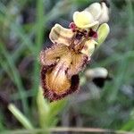 Ophrys speculum Flower