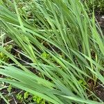 Gladiolus papilio Leaf