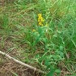 Lysimachia vulgarisFlor