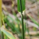 Triticum monococcum Kora