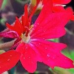 Pelargonium inquinans Flower