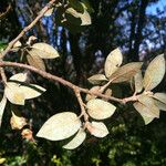 Quercus chrysolepis ফল