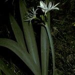 Pancratium illyricum Hábito