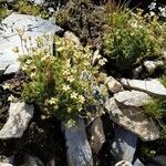 Saxifraga exarata Flower