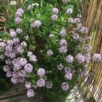 Thymus longicaulis Natur