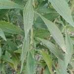 Eupatorium altissimum Leaf