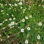 Tripleurospermum inodorumFlower