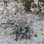 Helichrysum saxatile Агульны выгляд