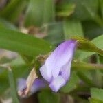 Torenia crustacea Flor