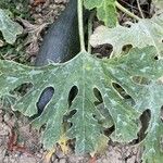 Cucurbita pepo Leaf