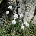 Armeria leucocephala অভ্যাস