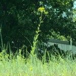 Silphium asteriscus Flower