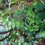 Euphorbia amygdaloides Lapas
