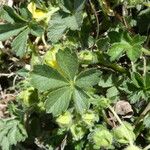 Potentilla tabernaemontani Frunză