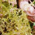 Selaginella helvetica ഇല