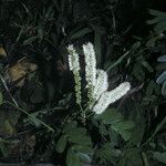 Entada polystachya Flor