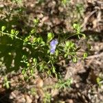 Trichostema dichotomum Hoja