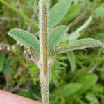 Trifolium montanum Kůra