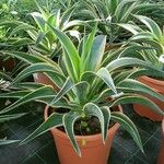 Agave demeesteriana Feuille