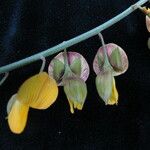 Crotalaria albida 形态