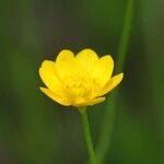Ranunculus californicus Çiçek
