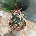 Ferocactus emoryi Leaf