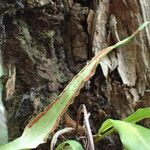 Neurodium lanceolatum Fruto