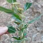 Xanthium spinosum Fruit