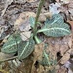 Goodyera pubescens Blatt