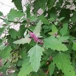 Chenopodium giganteum葉