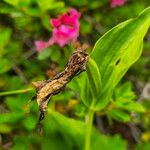 Cypripedium calceolusFruit