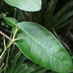 Citrus × aurantiifolia Leaf