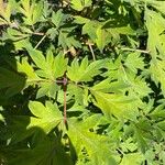 Paeonia × suffruticosa Leaf