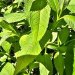 Vernonia baldwiniiBlad