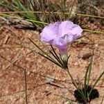 Ipomoea ternifolia 花