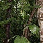 Philodendron rothschuhianum Sonstige