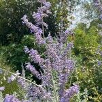 Salvia yangii Flower