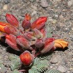 Hoffmannseggia minor Flower
