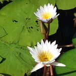 Nymphaea lotus 花