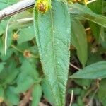 Aspilia mossambicensis Hoja