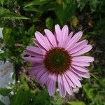 Echinacea purpureaफूल