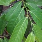 Annona montana Leaf