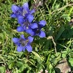 Gentiana septemfida फूल