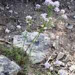 Iberis linifolia Fula