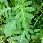 Cirsium oleraceum ഇല