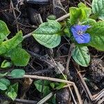 Omphalodes verna Hábito