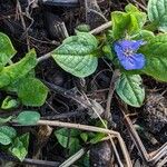 Omphalodes verna Habitat